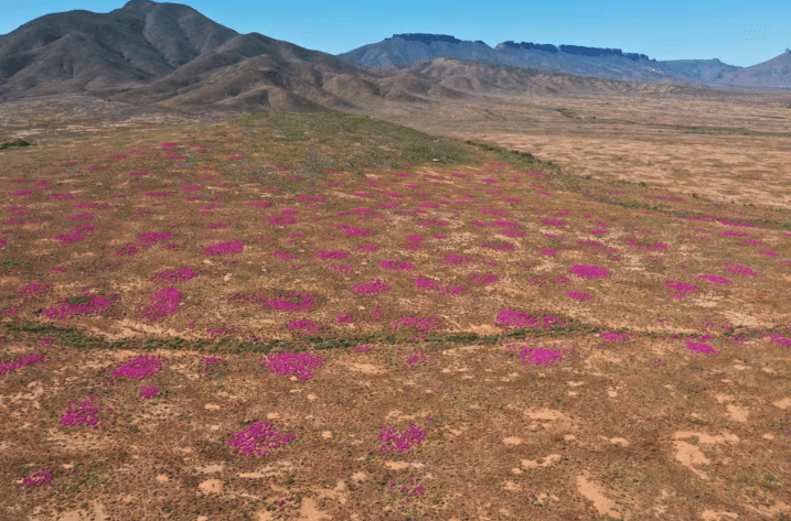 Namaqualand Termite Mounds