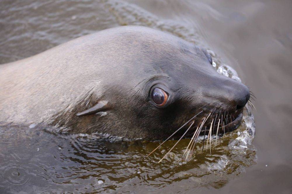 Unprecedented rabies outbreak among Cape Fur Seals in Cape Town