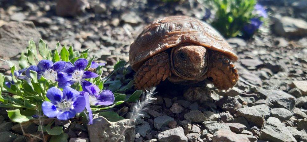 Predators in the sky: Crows see tortoises as tasty snacks