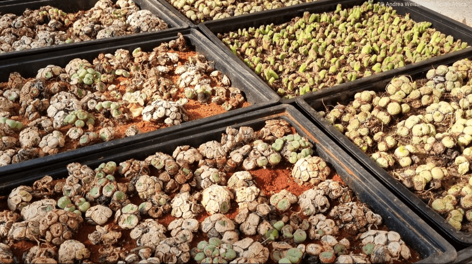 Illegal succulent trade is the Western Cape’s most prevalent wildlife crime