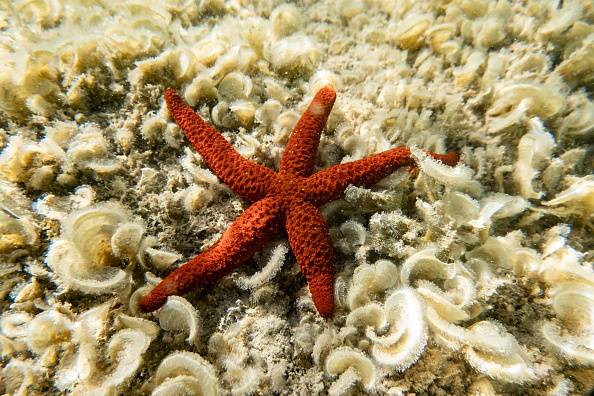 Climate change drives marine species to new habitats despite emission reductions