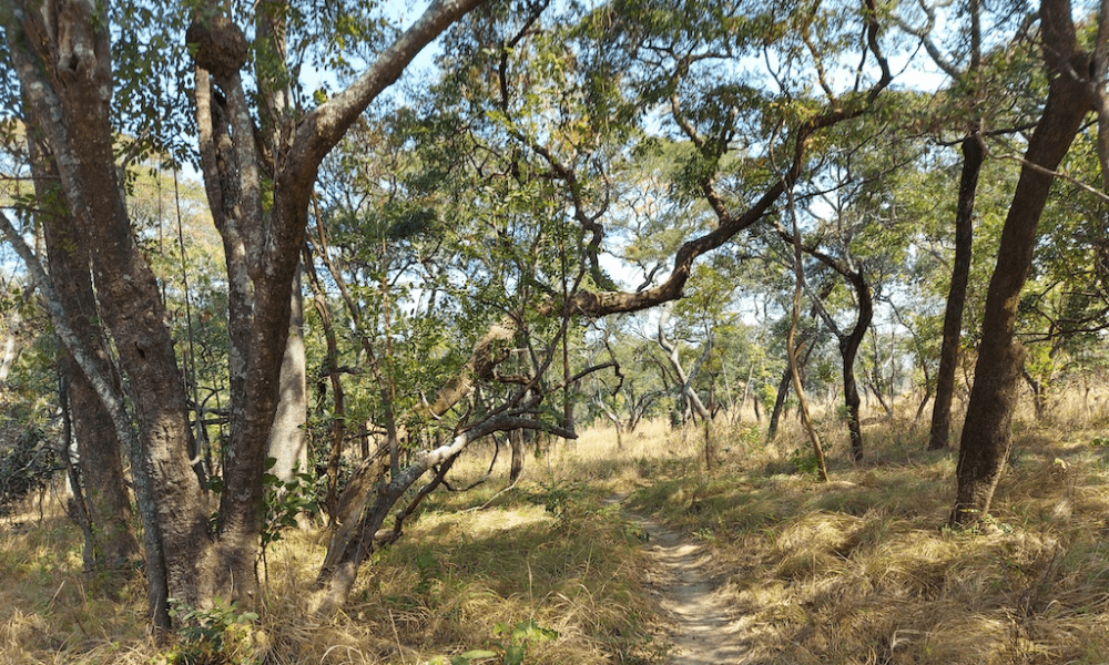 Image 9