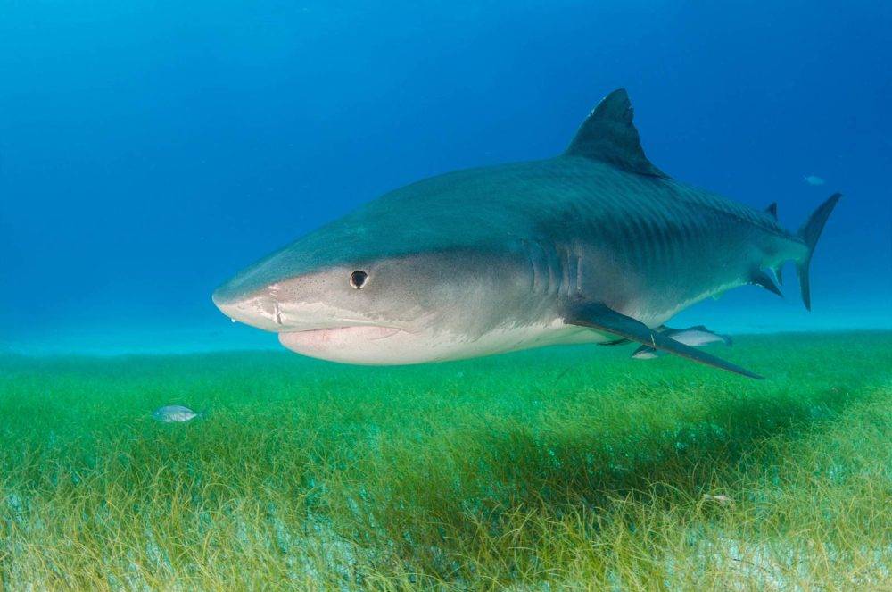 Bahamas tiger shark