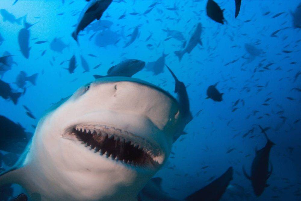 Bull Shark from below with fish circling above