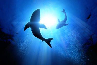 Great White sharks circling above