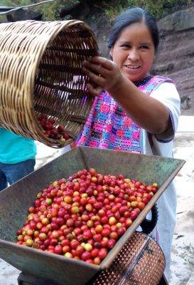 Mexican Lady Coffee Beans Painting Pic