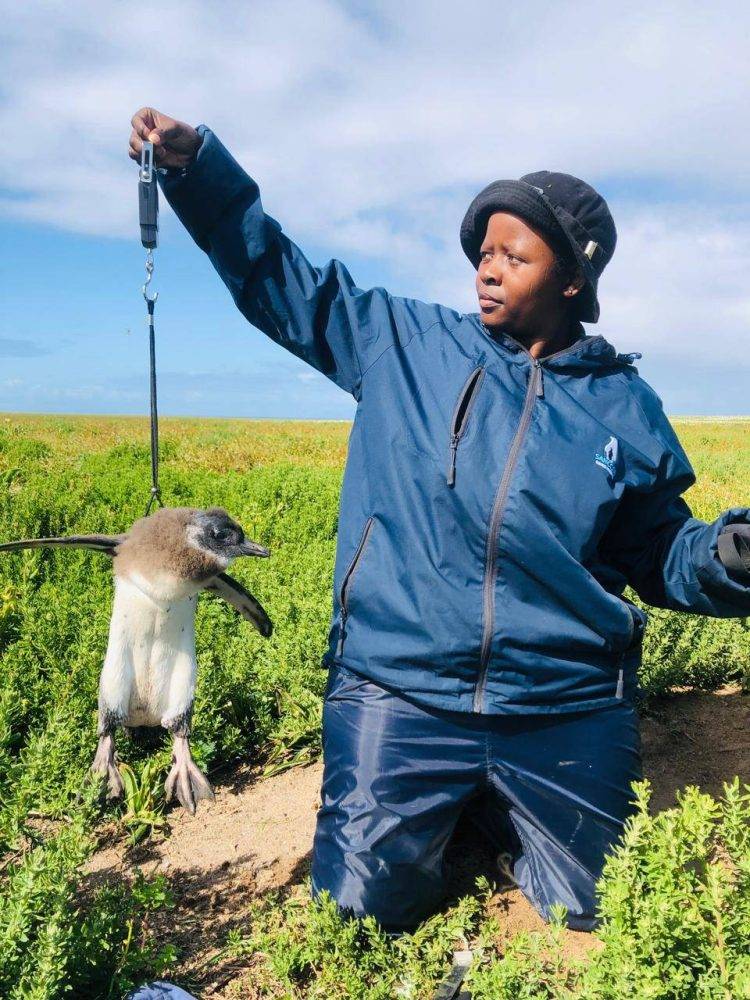 Yandisa Cwecwe: What it’s like to be a penguin ranger
