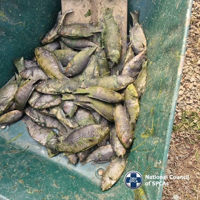 NSPCA uncovers thousands of dead fish at government-backed fish farm in Mpumalanga