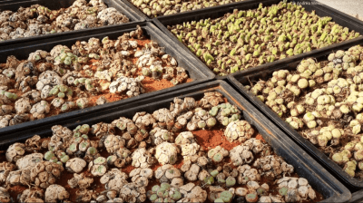 Succulent