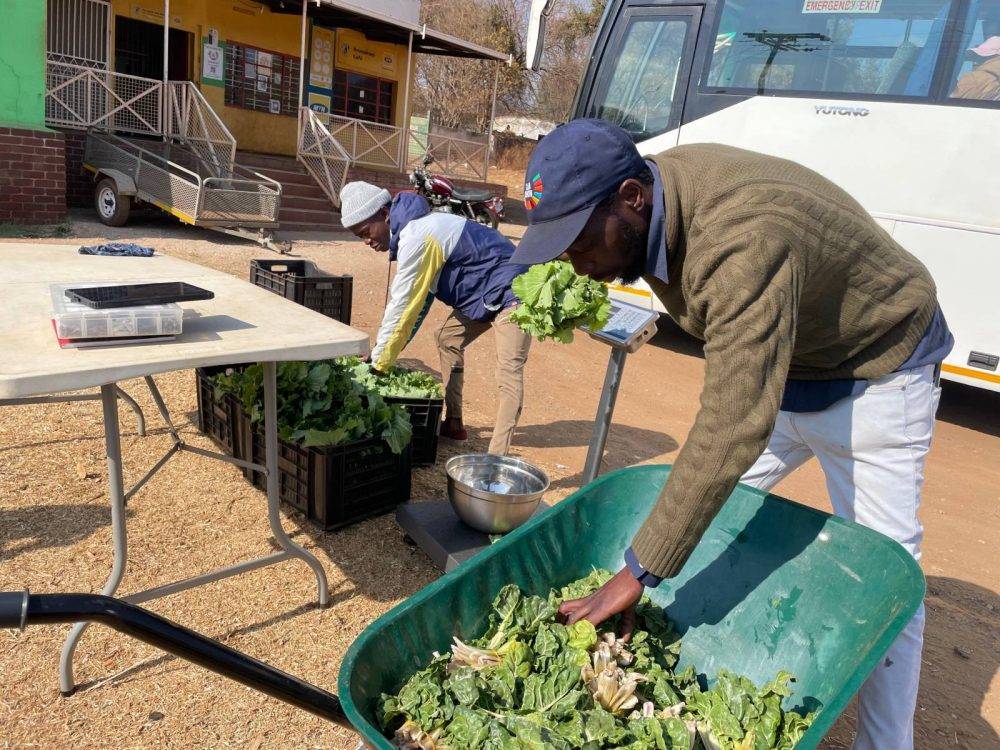 Best Pic 3 Sorting Kale
