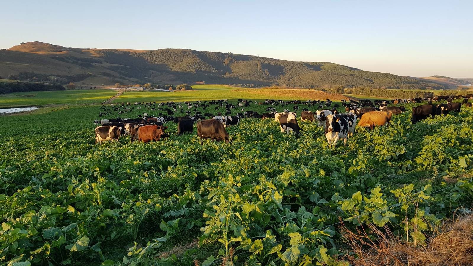Farmers in ‘survival mode’ are depleting soil for future generations