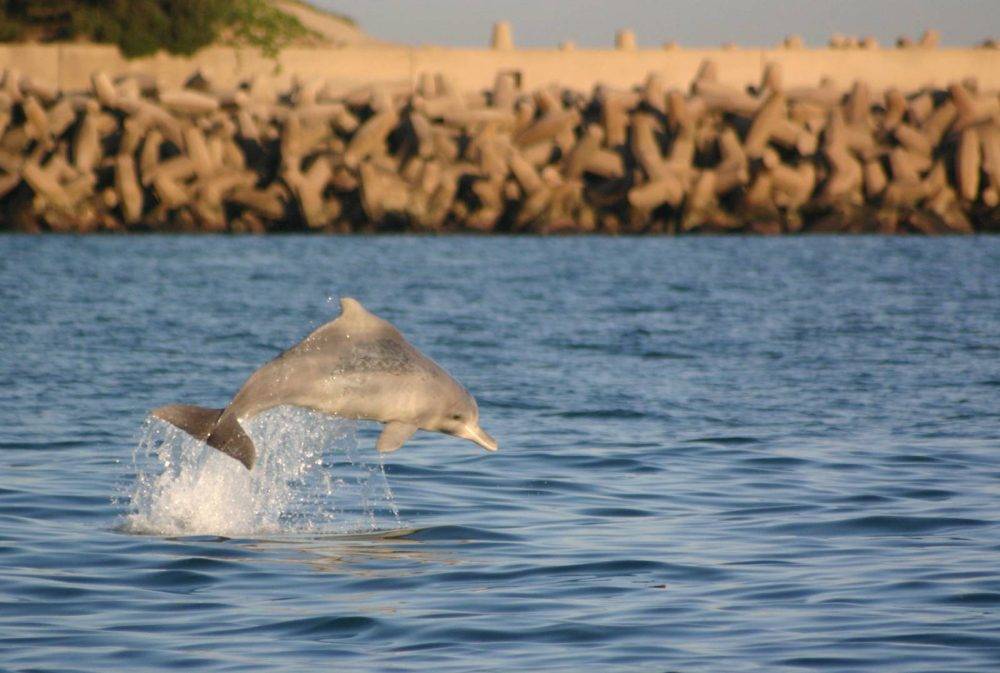 A global project is trying to save the rare humpback dolphin