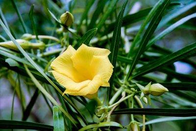 Yellow Oleander.