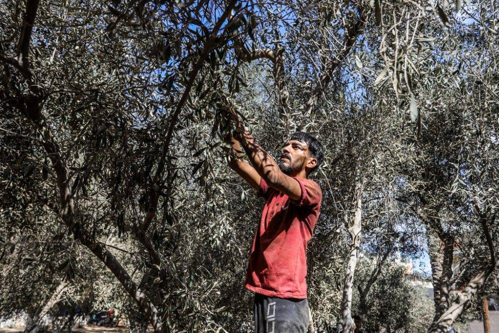 Powerful images of ancient trees show Palestinians’ loss