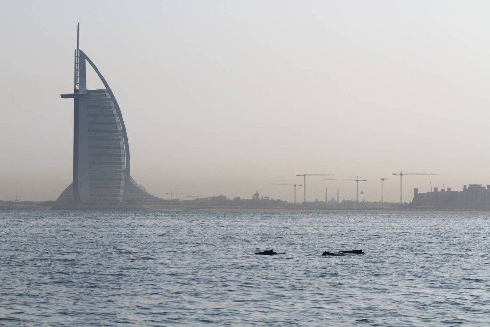 Humpbackdolphinsabudhabi Adanatoli