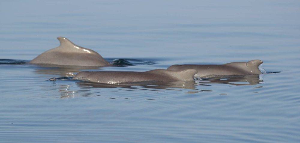 Humpbackdolphinstanzania Gillbraulik