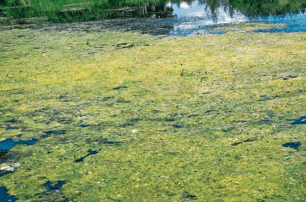 Algae eThekwini 