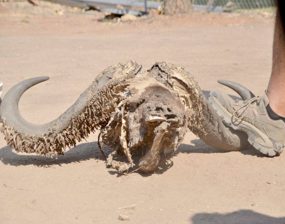 Skull