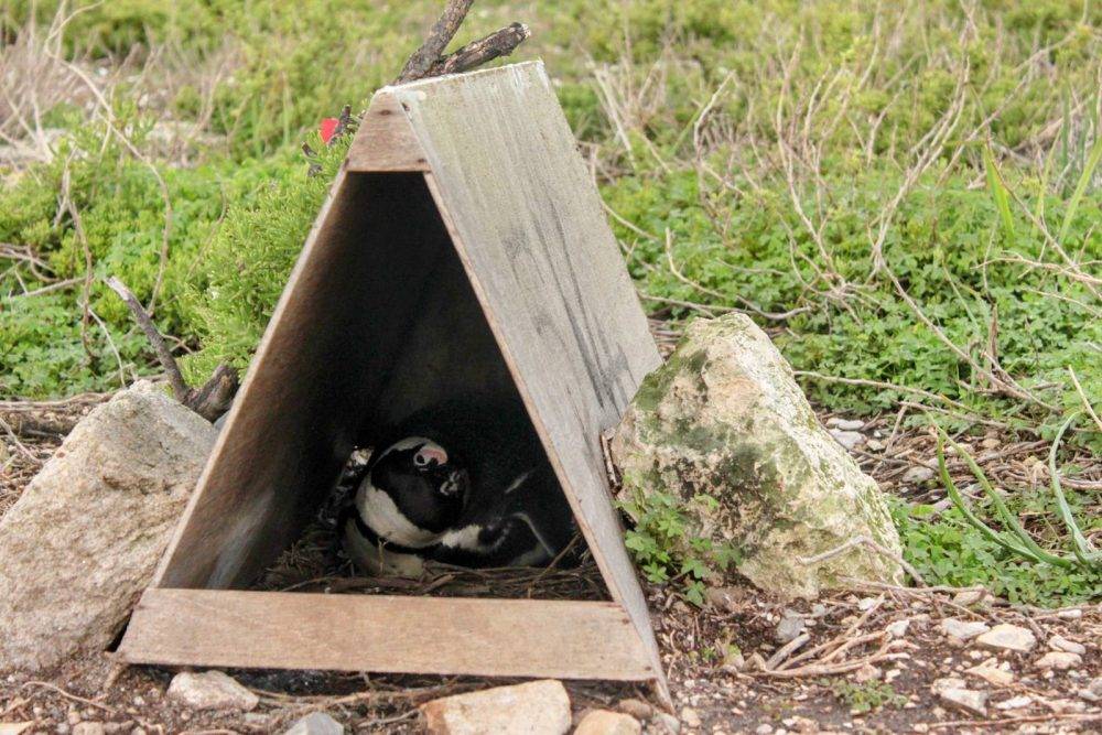 Boosting breeding success: How artificial nests help endangered African penguins