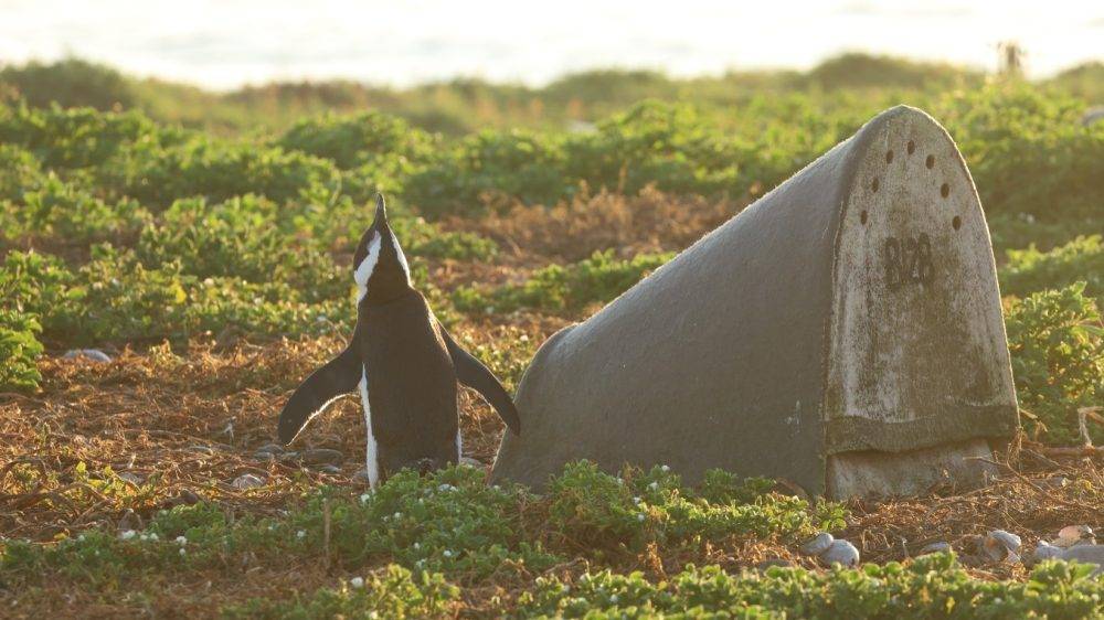 Africa’s only penguin moves closer to extinction