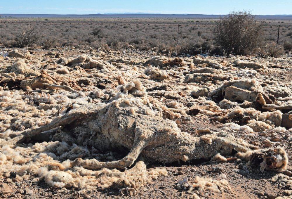 Carcass Of Livestock In The Drought Stricken Hantam Karoo District Of The Great Karoo In South Africa