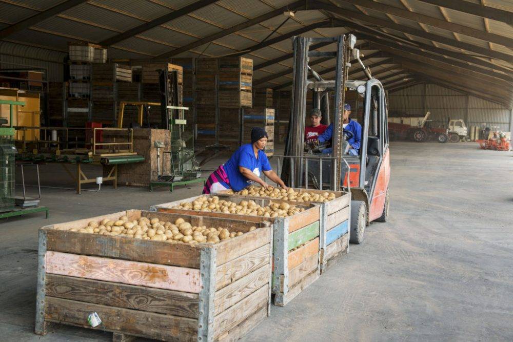 No small potatoes: Up-to-Dates could expire in the future