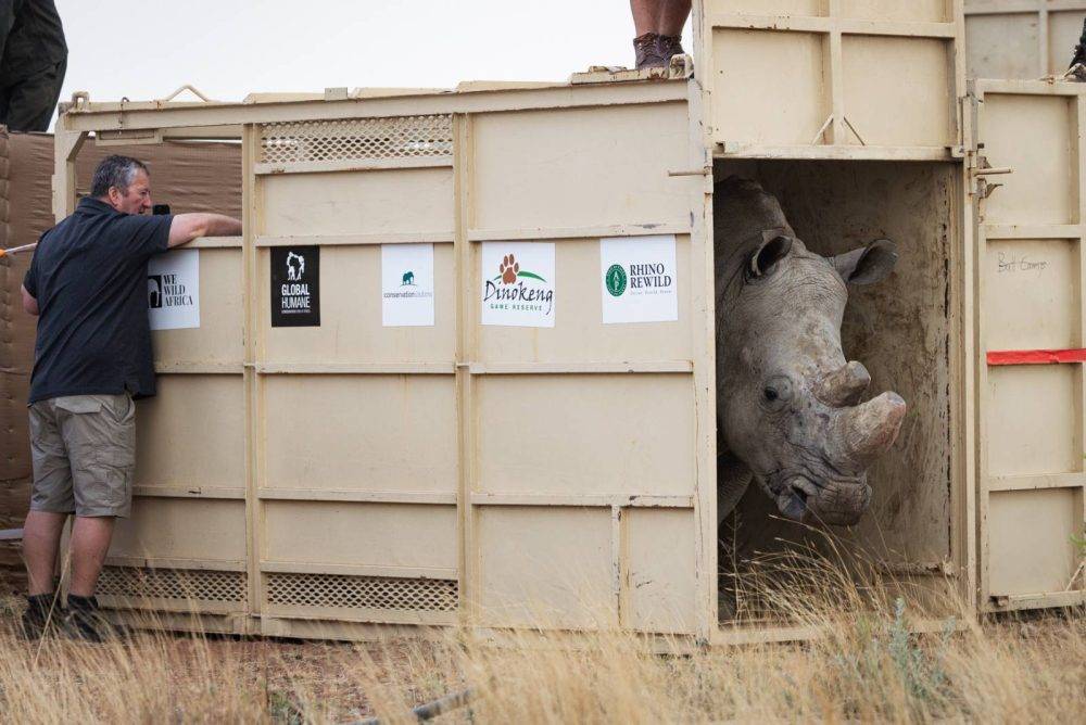 Southern white rhinos find new home at Gauteng’s Dinokeng Game Reserve