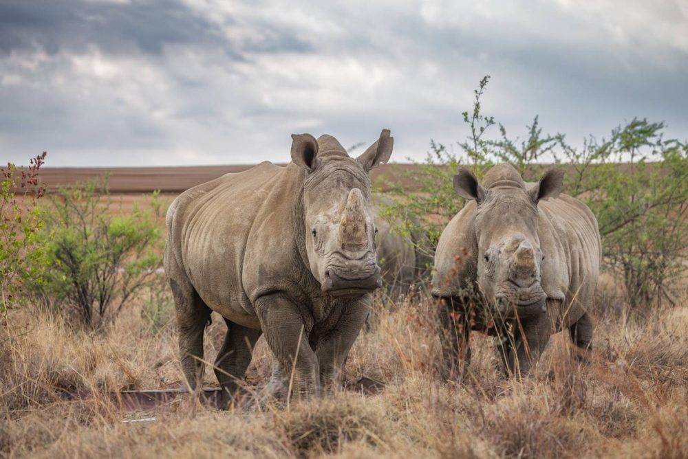 Rhinorewildreleasedinokengbywikiwestwewildafrica2mb 28