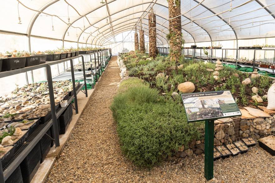 How a desert garden is saving the Northern Cape’s endangered plants