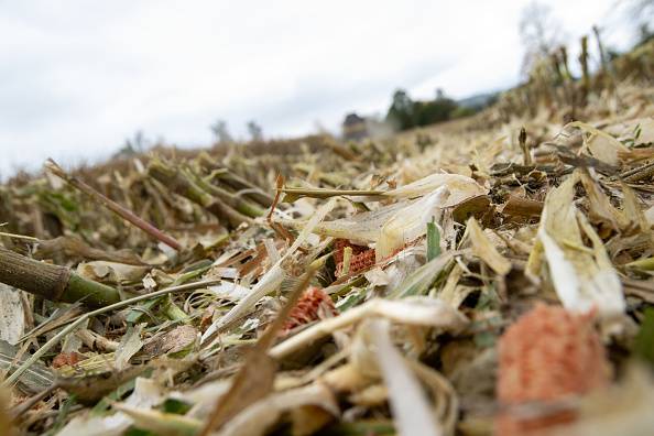 How judicial overreach blocks progress in South African agriculture