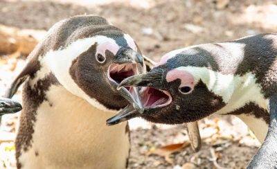 Boulders Penguin Colony 21 Small Extra Large