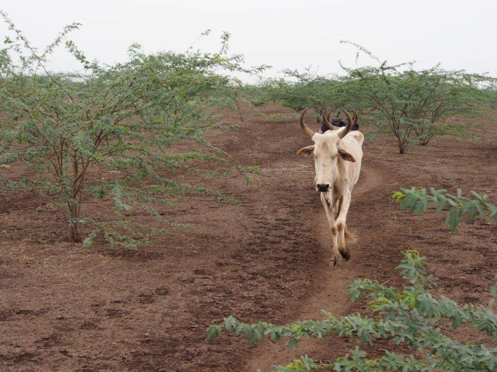 Fig7.3undernourishedlivestock2(1) S