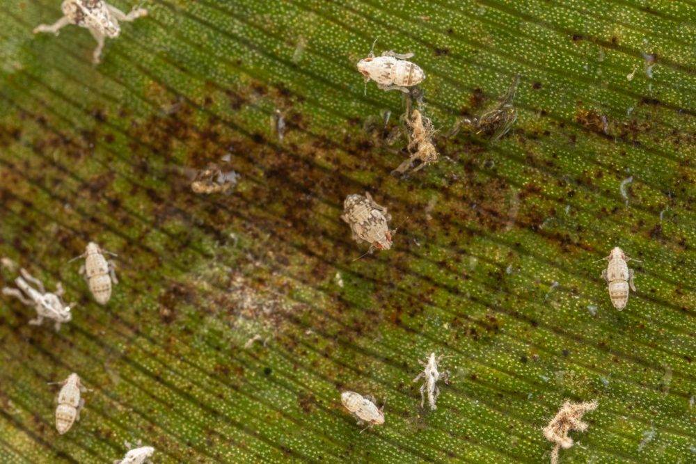 Tiny bugs winning the fight against invasive water hyacinth in Hartbeespoort Dam