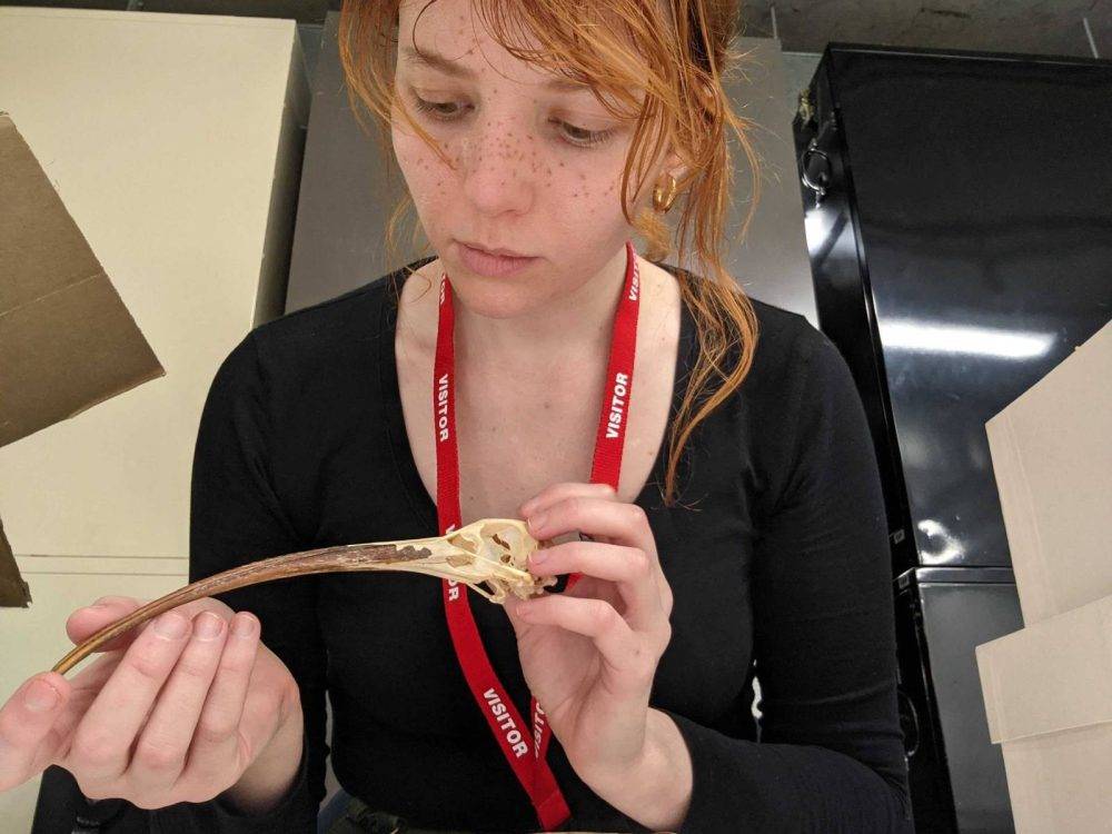 Phdstudentaubreykeirnanwitheasterncurlewskullatthemelbournemuseum.cc Byaubreykeirnan