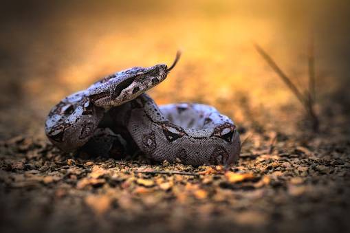 Cruelty case: Limpopo man pleads guilty to smoking bong with live snake inside