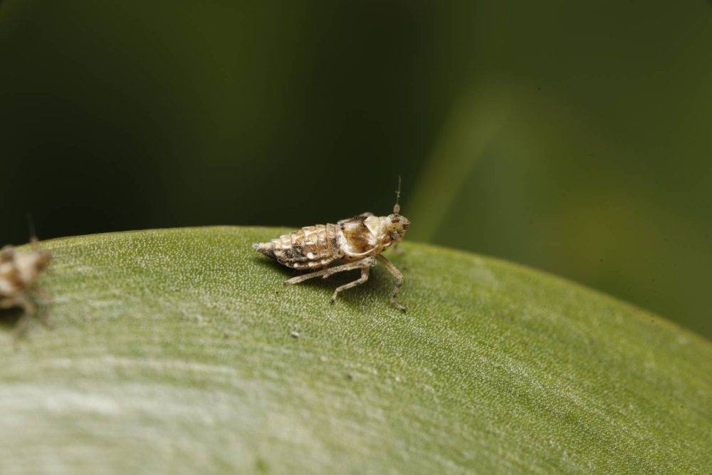 Megamelus Scutellaris D Taylor Waainek2