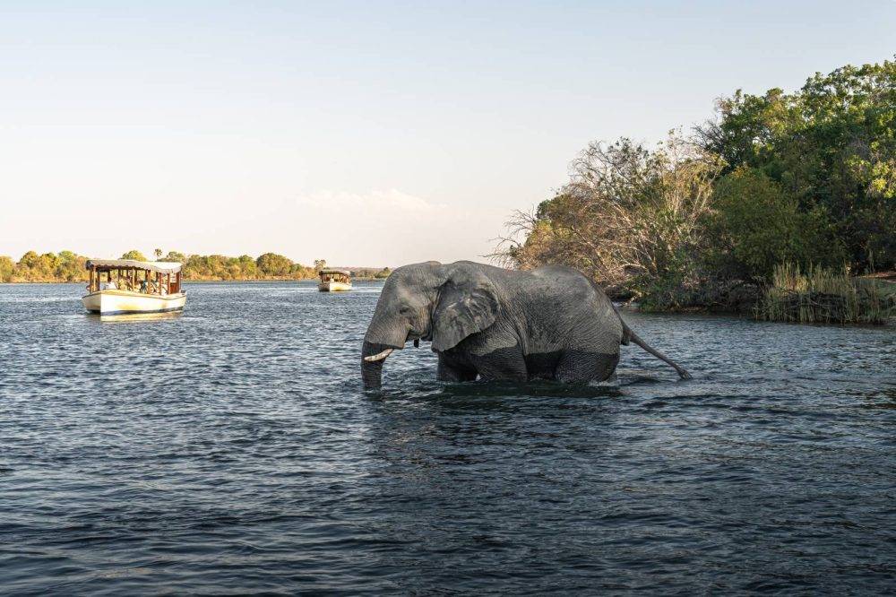 Anantarastanley&livingstonevictoriafallshotel Rivercruiseelephant