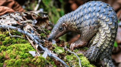 Pangolin