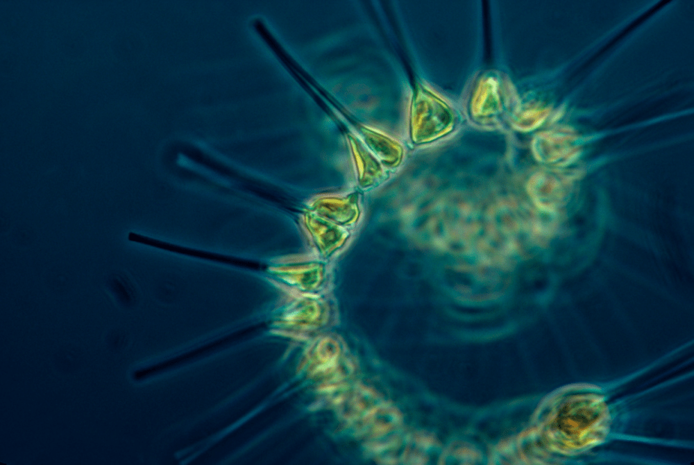 Climate models underestimate global phytoplankton decline, study warns
