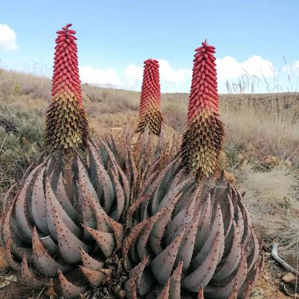 How the University of Pretoria is saving the Magaliesberg aloe from extinction