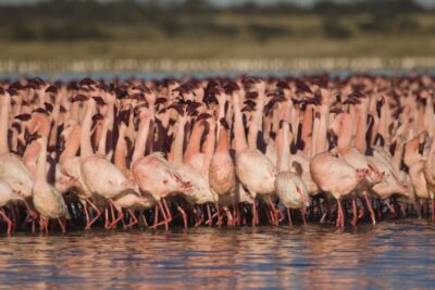4 Mdanderson Lesser Flamingo Mg 5429 1024x683
