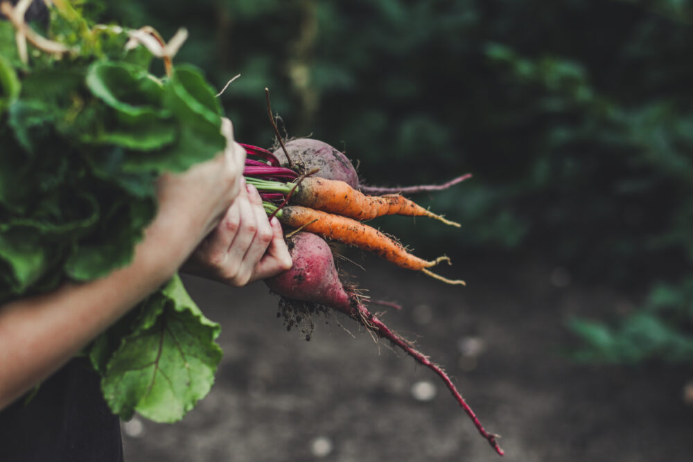 Harvest Vegetables: A Bunch Of Fresh Vegetables In Their Hands (beets, Carrots, Beans, Onions, Garlic And Others)