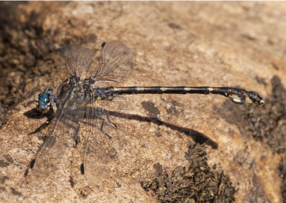 Ceratogomphustriceraticus(charldeacon)