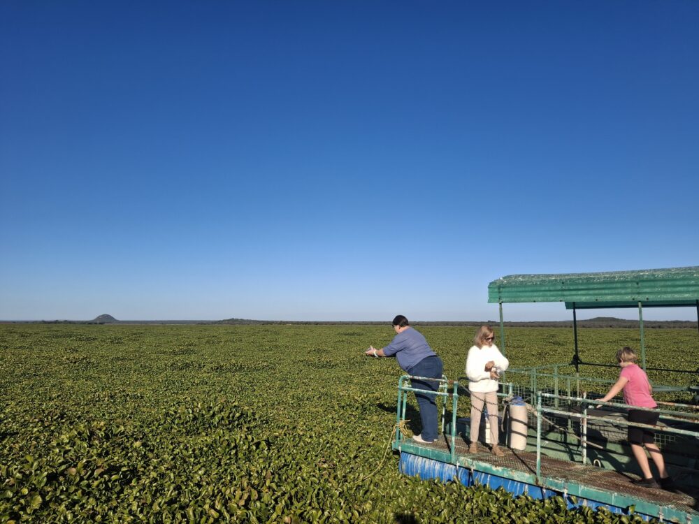 New water crisis threatens as invasive plants overrun North West’s Vaalkop Dam