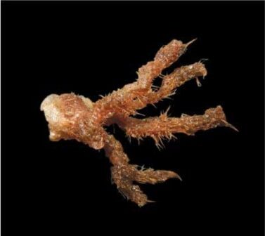 South African marine worm contains a potent cancer-fighting compound