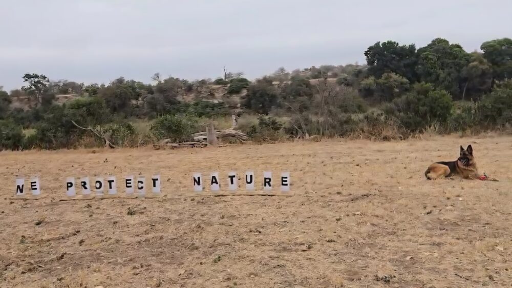 How dogs join the fight against rhino poaching