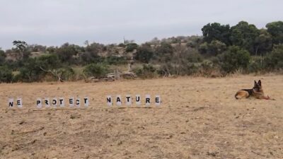 How dogs join the fight against rhino poaching