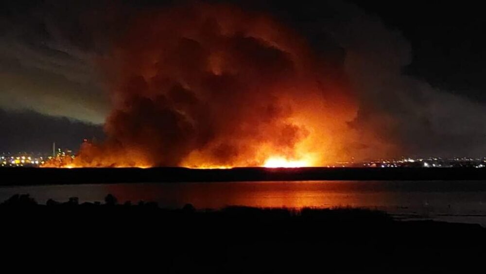 UCT study finds exotic plants fuel Cape Town wildfires