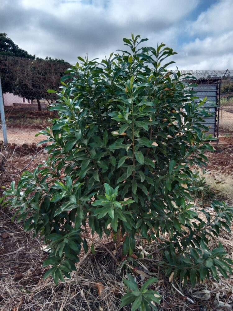 Apepperbarktreegrowingwell,plantedatatraditionalhealer'syard