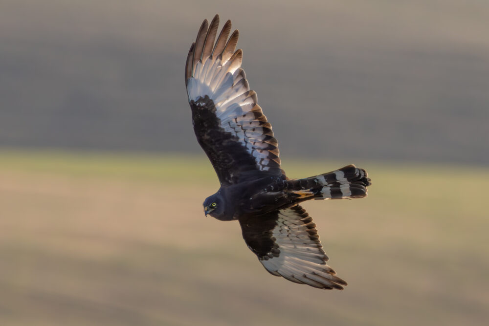 Overberg secures 270ha of renosterveld – a lifeline for the black harrier
